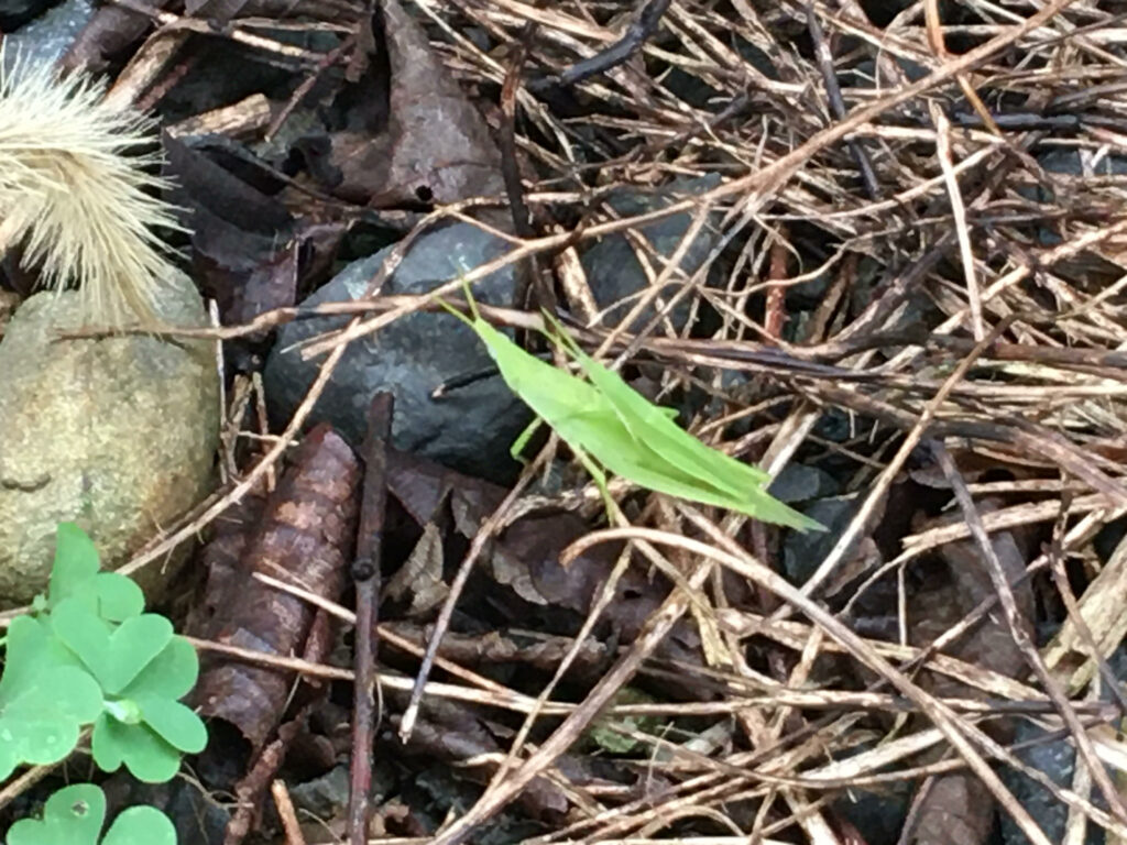 葛飾にバッタを見た